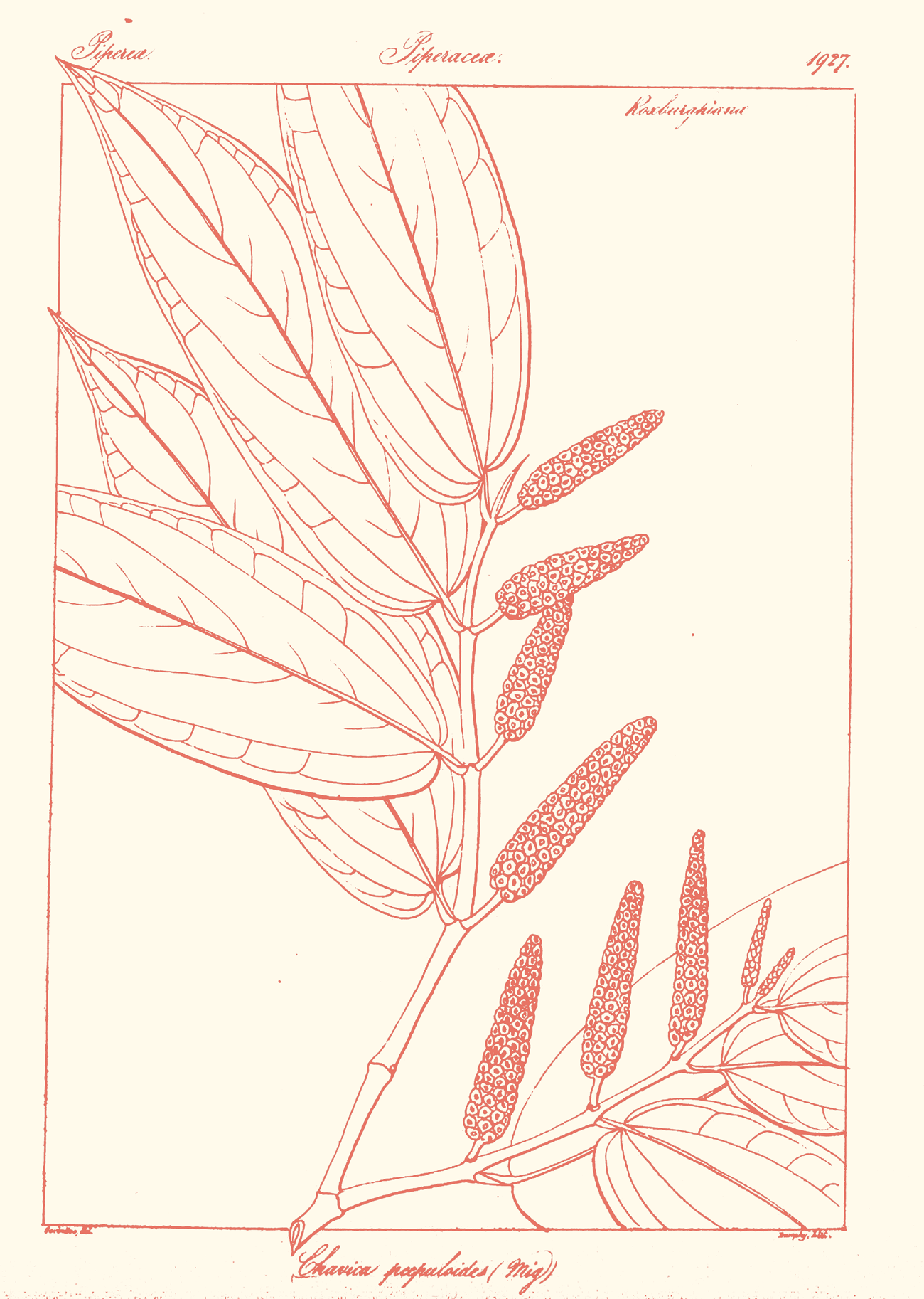 Botanical