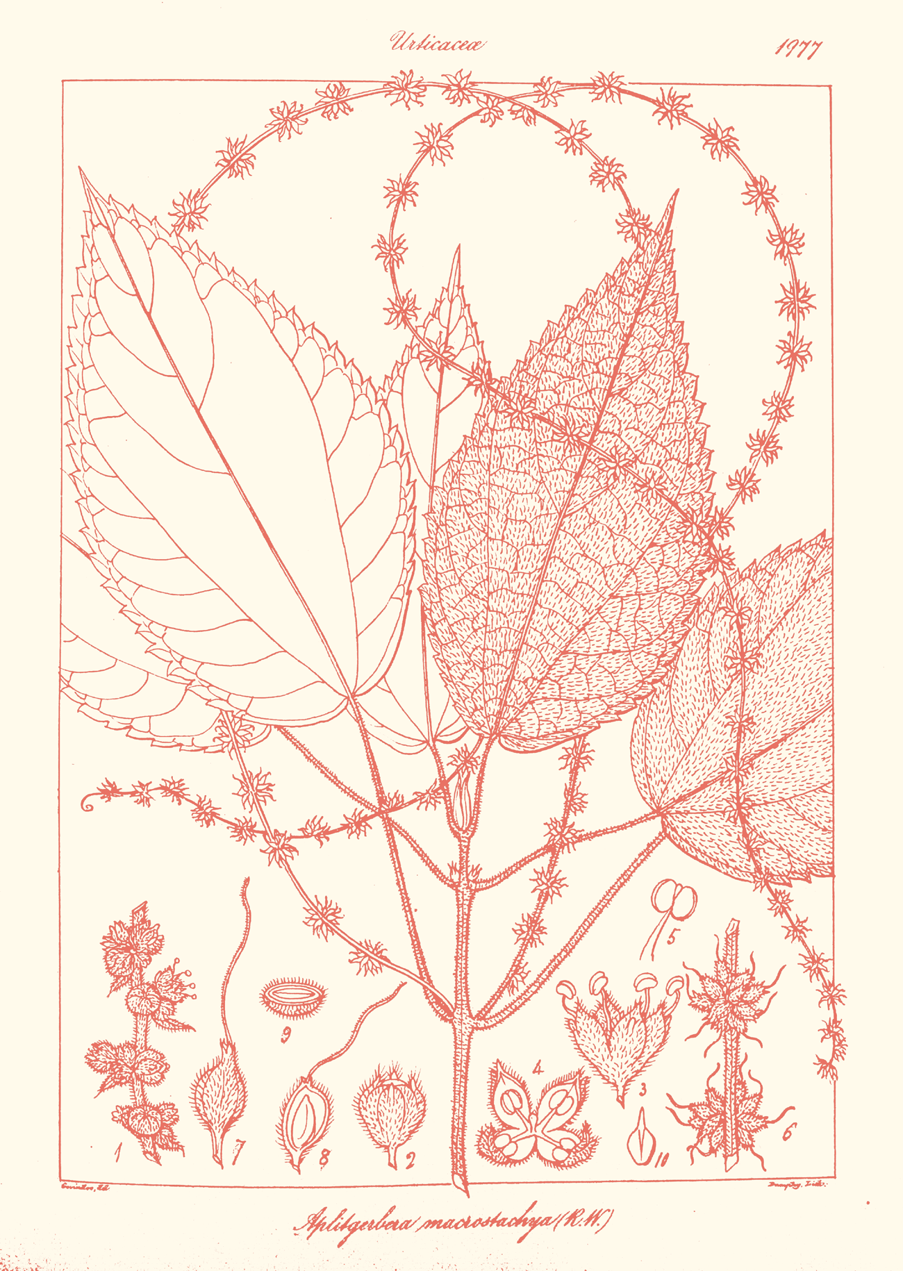 Botanical